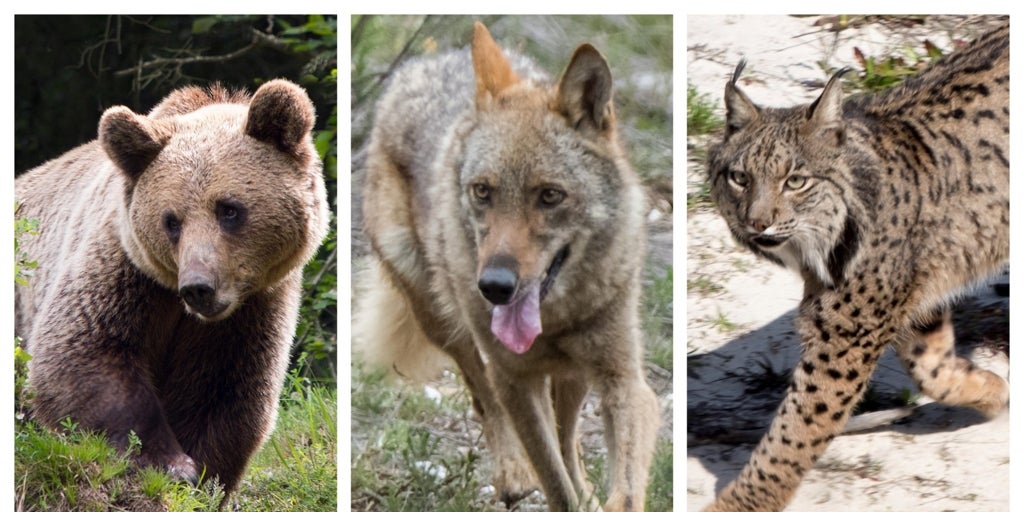 Palencia, único lugar con lobos, linces y osos, los grandes mamíferos protegidos