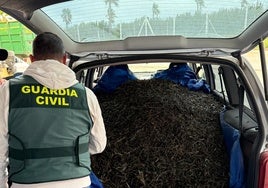 Dos toneladas de aceituna robada y seis detenidos: tres operaciones claves de la Guardia Civil en el Sur de Córdoba