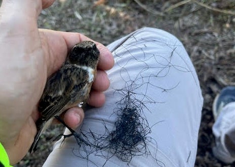 Imagen secundaria 1 - Ortiguillas, pajaritos o erizos son algunas de las especies cazadas