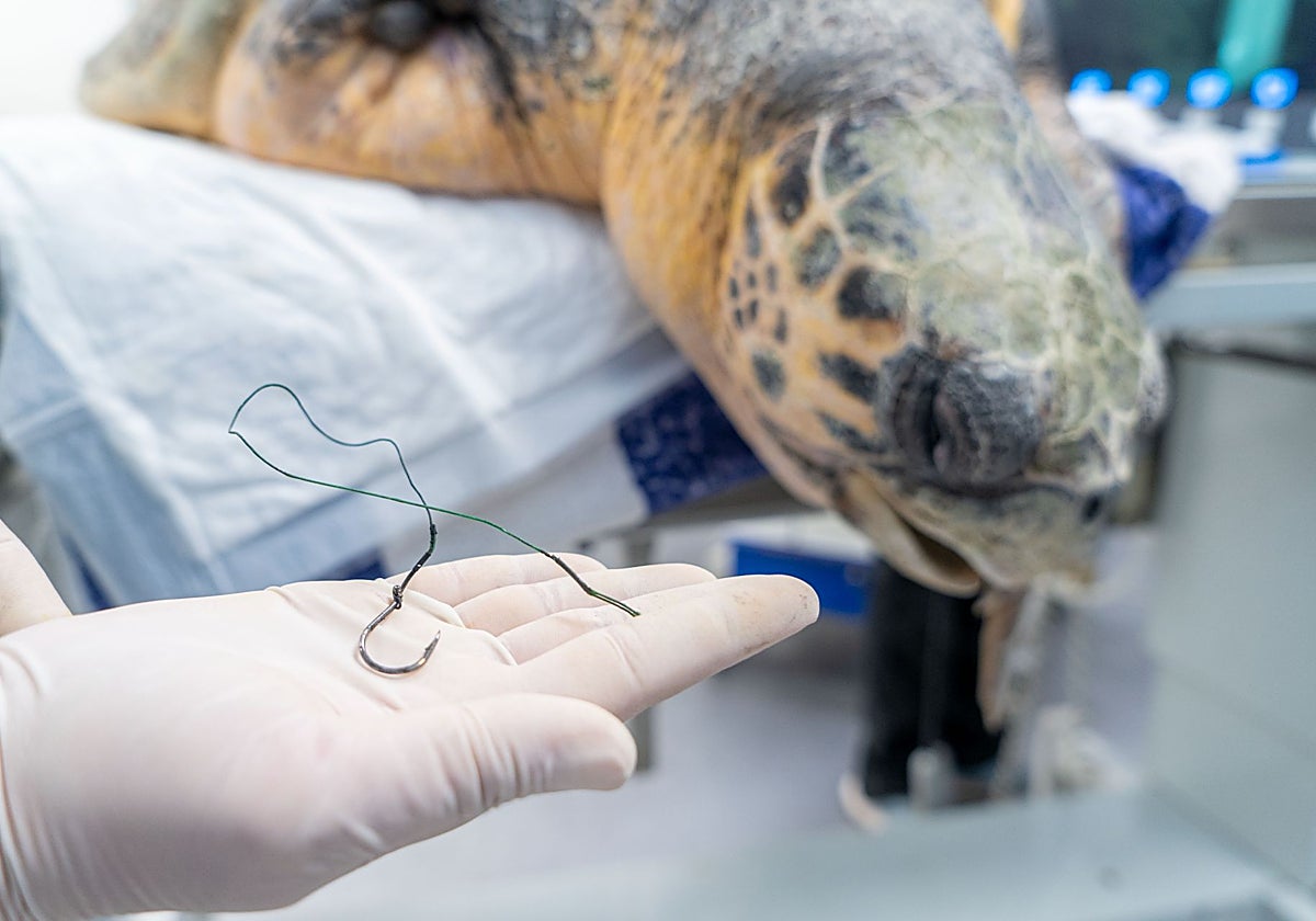Imagen del anzuelo extraído del esófago de la tortuga