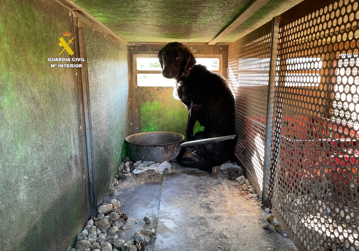 Imagen de uno de los perros rescatados por la Guardia Civil en Onda, Castellón