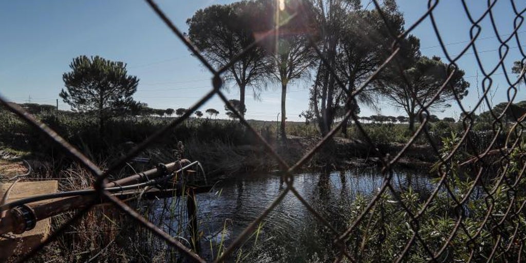 La Fiscalía propone a Medioambiente actuar contra 250 empresas por extraer agua  ilegal en Doñana