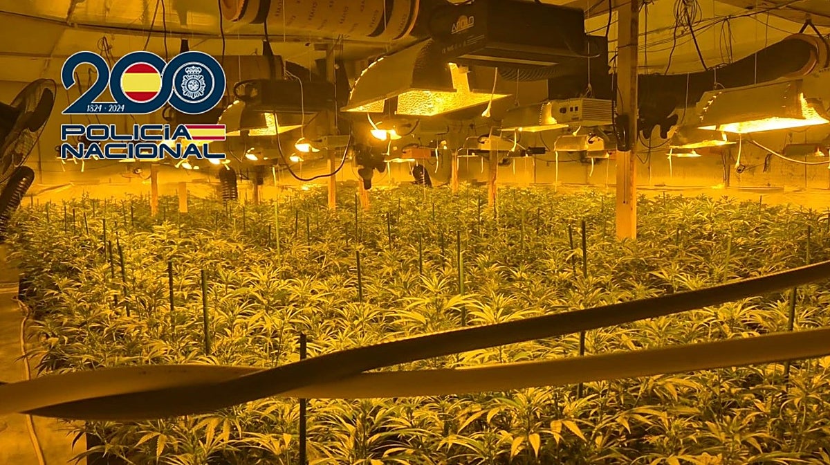 Cae una banda criminal dedicada al narcotráfico con 400 plantas de cannabis en Valencia