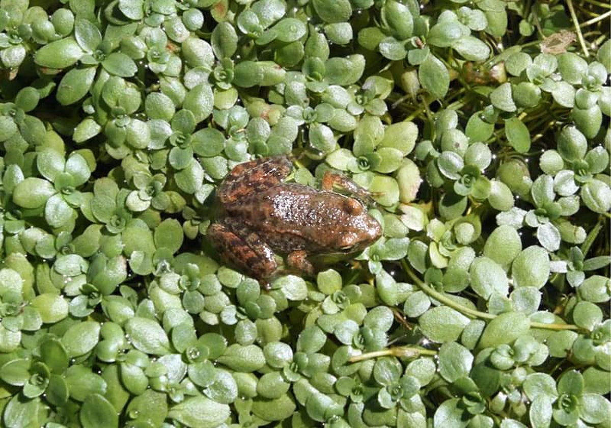 Imagen de archivo de una rana en un estanque