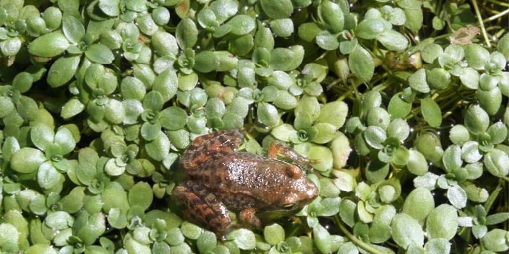 Aparecen las primeras ranas en el Jardín Botánico: este es su significado