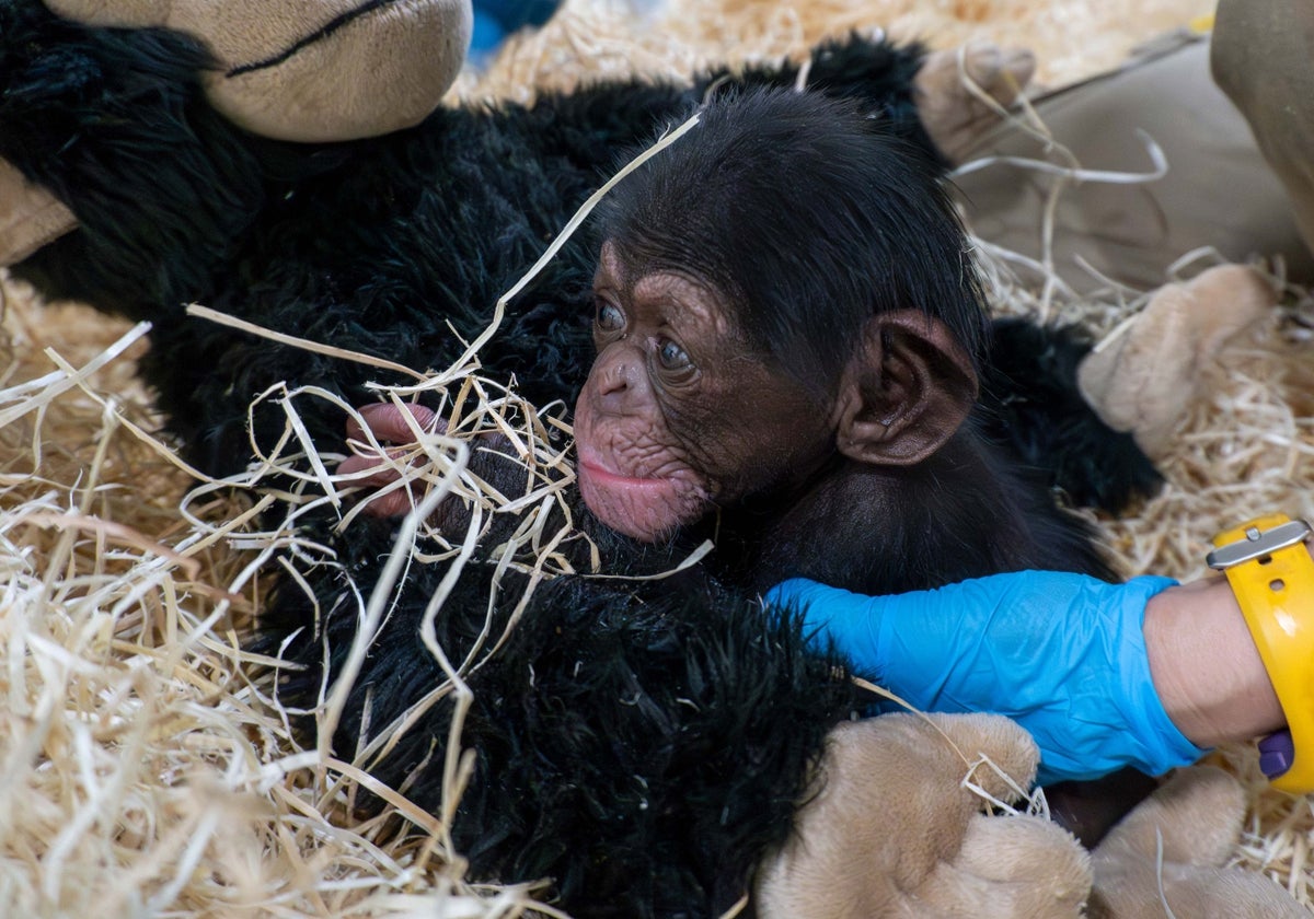 Nace un chimpancé en Bioparc Valencia de una subespecie en peligro crítico de extinción