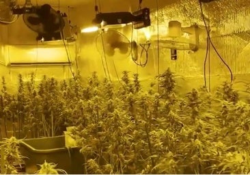 La Policía Nacional desmantela una red de cultivos de marihuana en Toledo e interviene casi 6.000 plantas