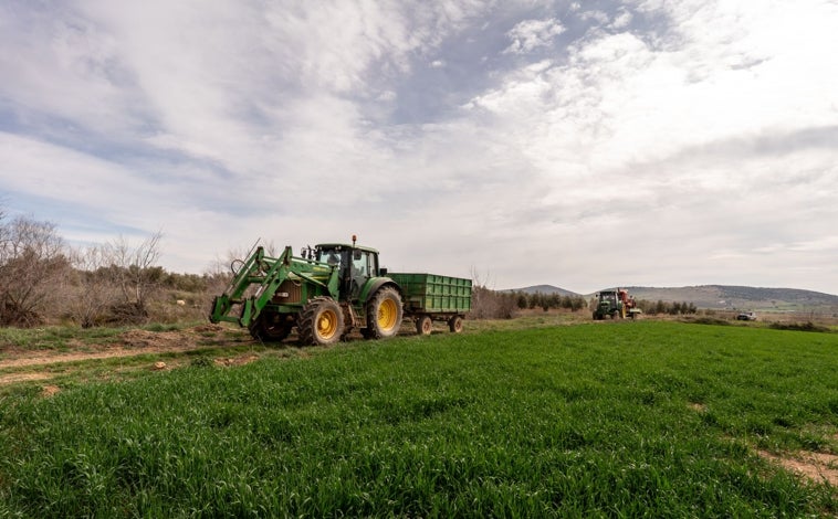 Imagen principal - Arriba, el trabajo en la zona del olivo. Abajo, Manuel Vélez, de Torre de Juan Abad, quien opina que «circularían emisiones radiactivas por el medio ambiente al extraer el mineral». A su derecha, Raquel López, de la plataforma civil en defensa de la tierra y vecina de Castellar de Santiago, afirma que no se oponen «al progreso; pero no hay nada que pueda pagar la salud»