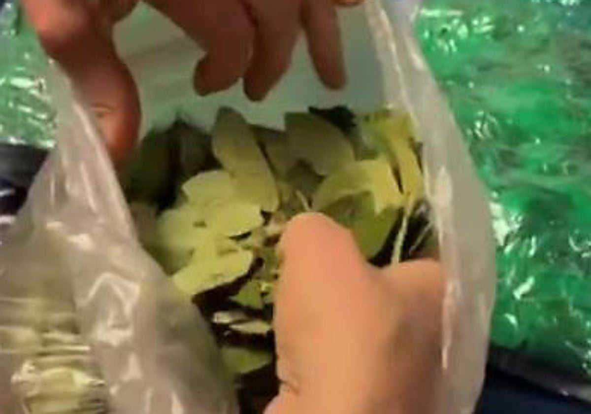 Los agentes descubren hojas de coca durante el registro