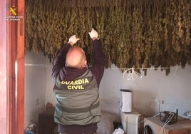 Queman 200 plantas de marihuana en su chimenea y les pillan por el olor y el humo