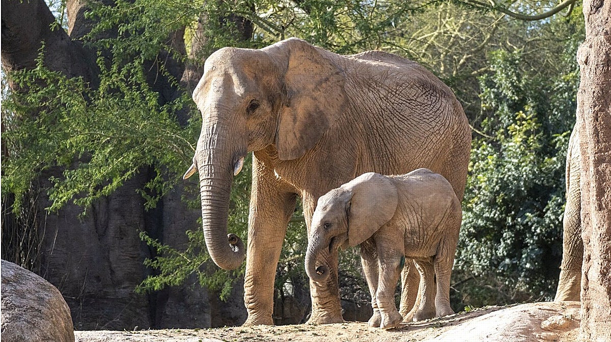 Imagen de dos elefantes en Bioparc Valencia