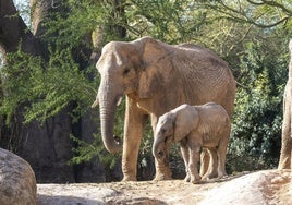 «Reinas de la Naturaleza»: las líderes del reino animal en los Bioparc protagonizan el Día de la Mujer