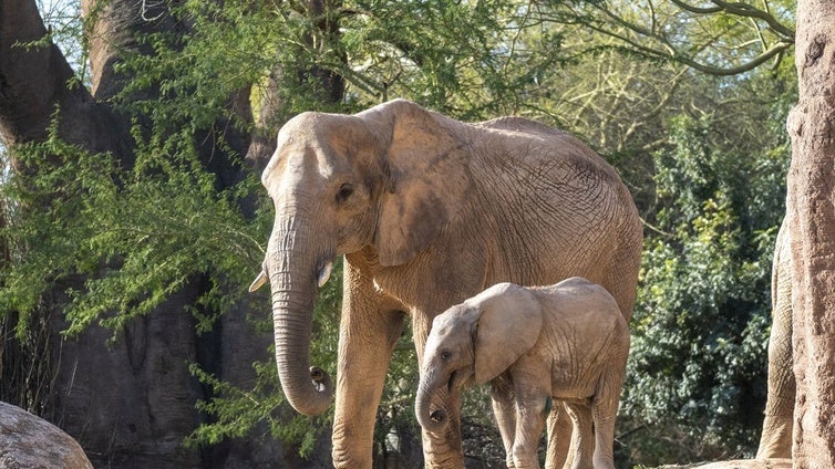 «Reinas de la Naturaleza»: las líderes del reino animal en los Bioparc protagonizan el Día de la Mujer