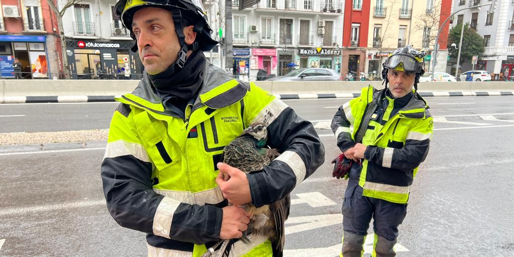 Los bomberos rescatan a una cría de pavo real de la ventana de un segundo piso en el distrito de Salamanca