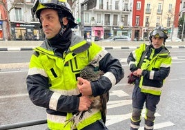 Los bomberos rescatan a una cría de pavo real de la ventana de un segundo piso en el distrito de Salamanca