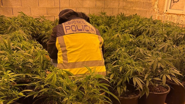 Plantación 'indoor' de marihuana en la casa de campo de los detenidos