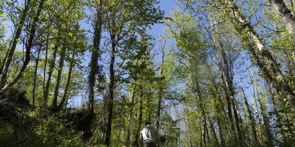 La región celebra el Día de los Bosques con actividades gratuitas y de sensibilización ambiental