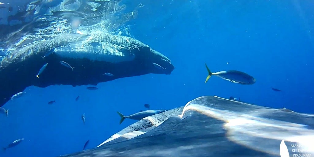 El Oceanogràfic participa en un estudio sobre la resistencia de las ballenas jorobadas en su migración por el Pacífico