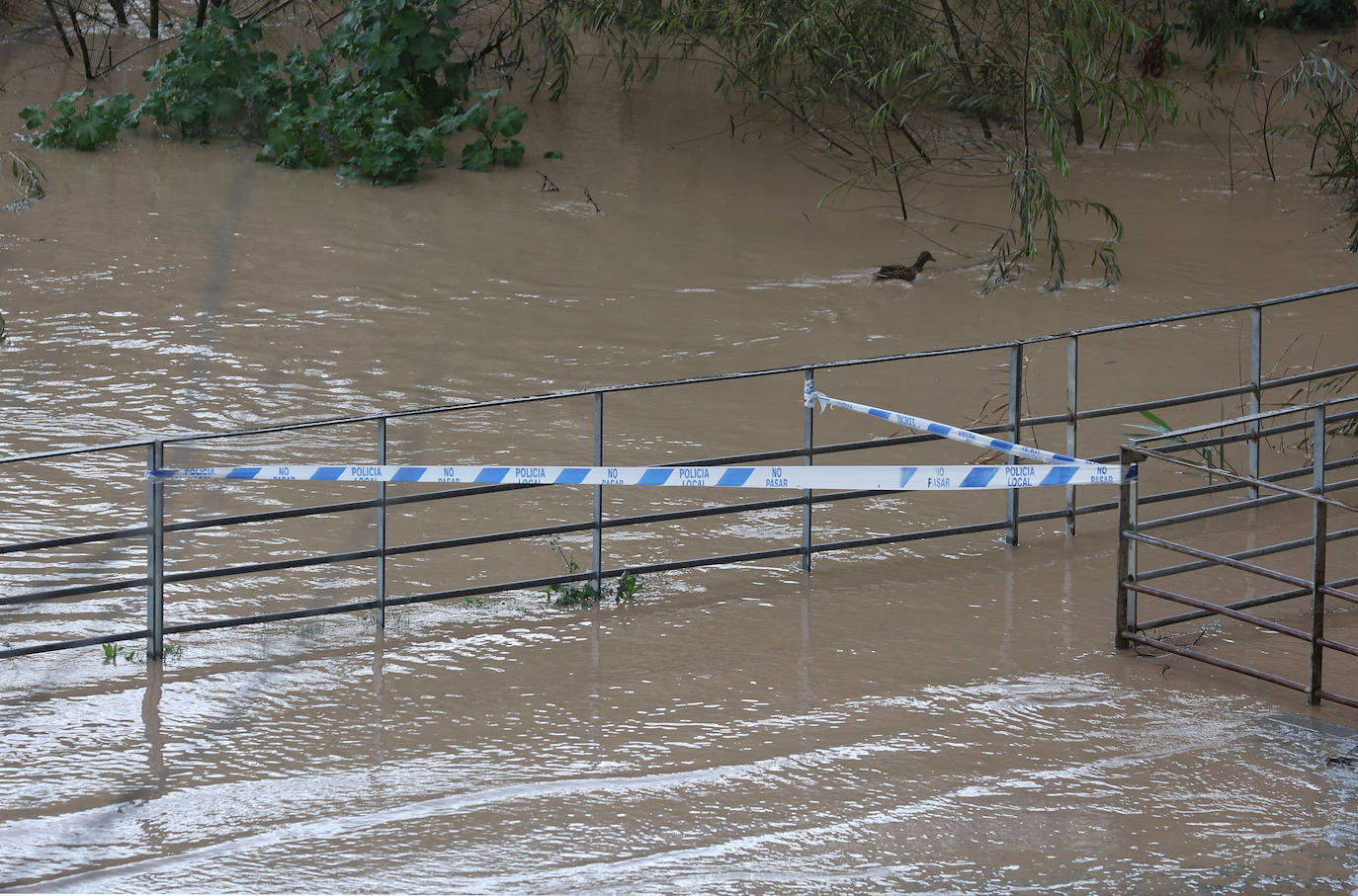 La espectacular subida del nivel del río Guadalquivir, en imágenes
