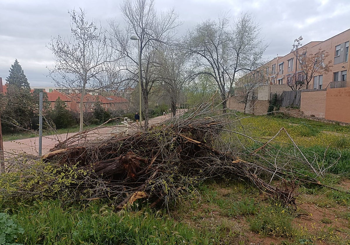 Paseo Laguna de Yeguas, lugar en el que se ha talado árboles