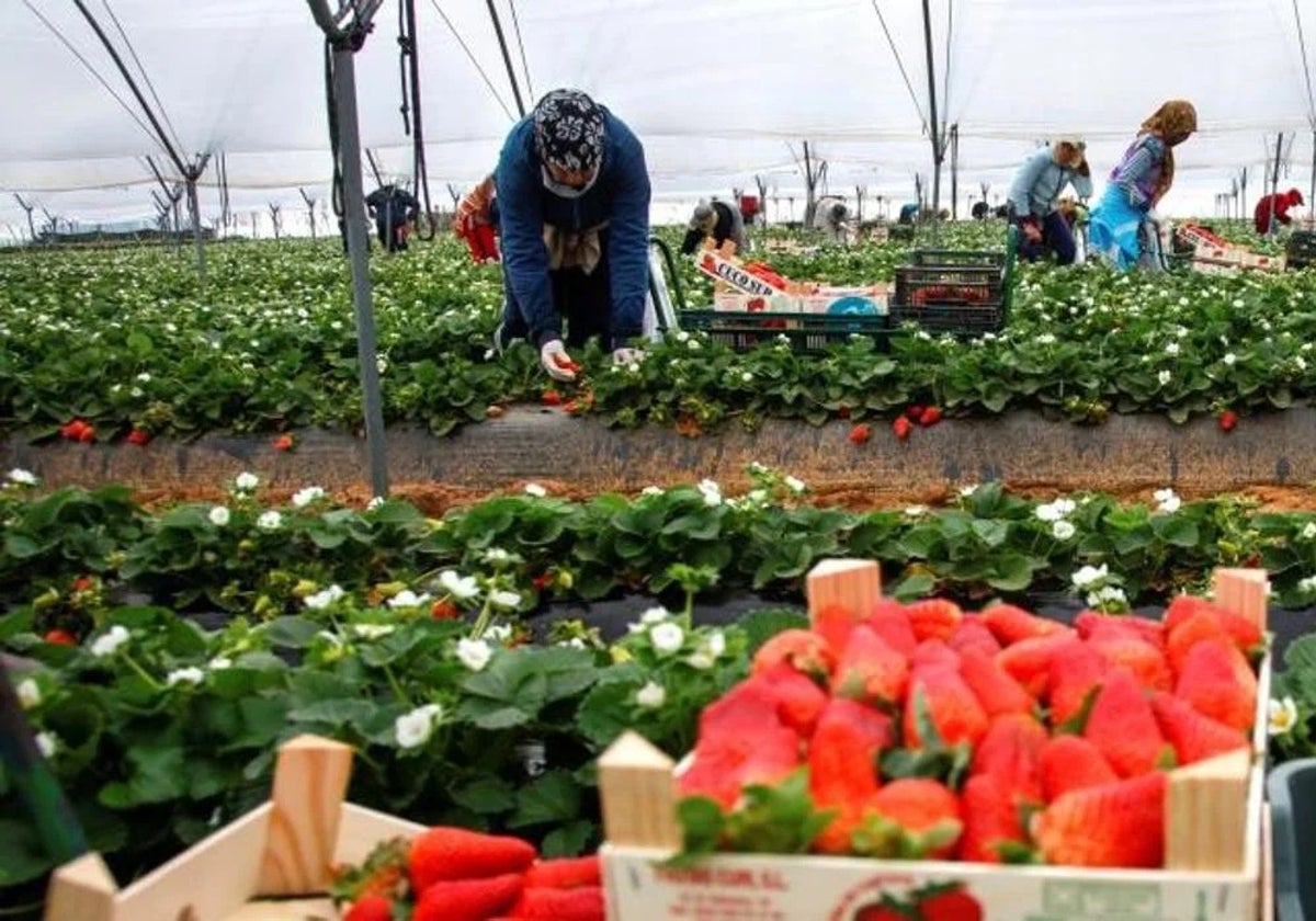 Recogida de la fresa y otros frutos rojos en la provincia de Huelva