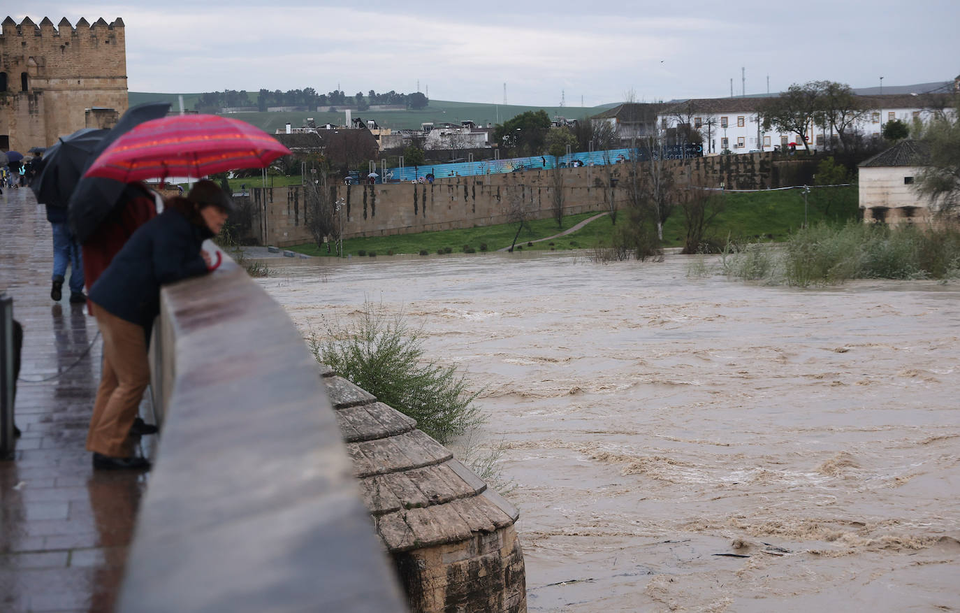 El impetuoso cauce del río Guadalquivir a su paso por Córdoba, en imágenes