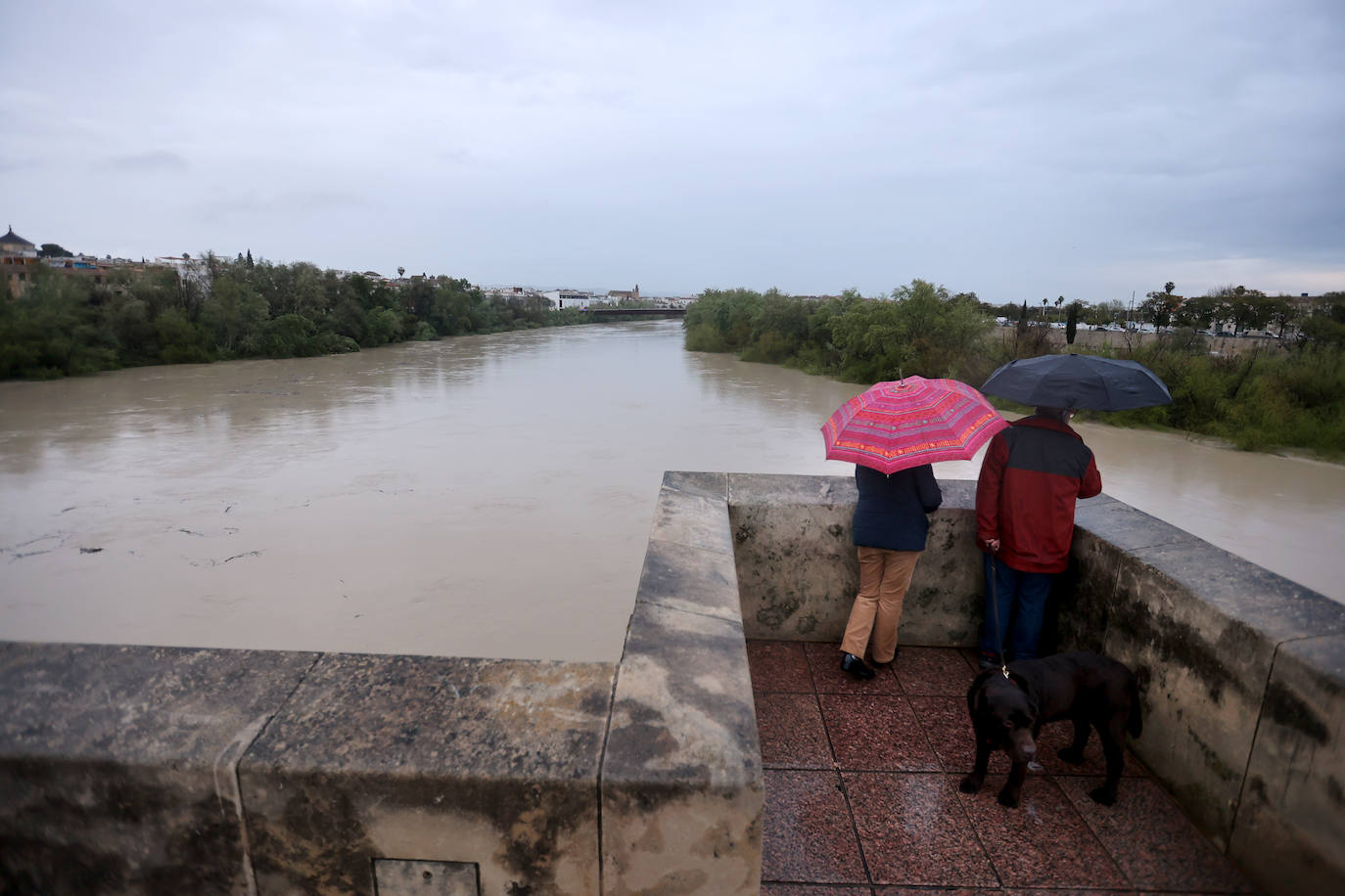 El impetuoso cauce del río Guadalquivir a su paso por Córdoba, en imágenes