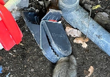 El PSOE denuncia la «alarmante proliferación» de ratas en Toledo en barrios como Valparaíso y La Legua