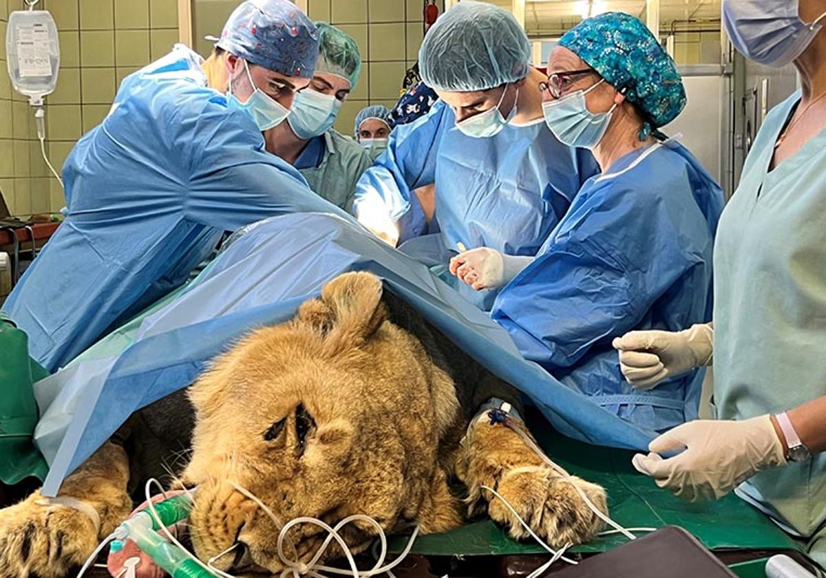 Kira, una leona del zoo de Madrid, durante una compleja operación
