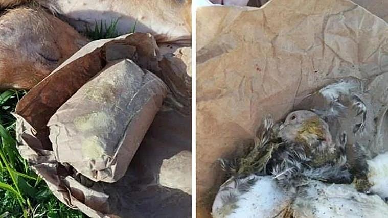 Restos de los animales hallados en el presunto ritual esotérico