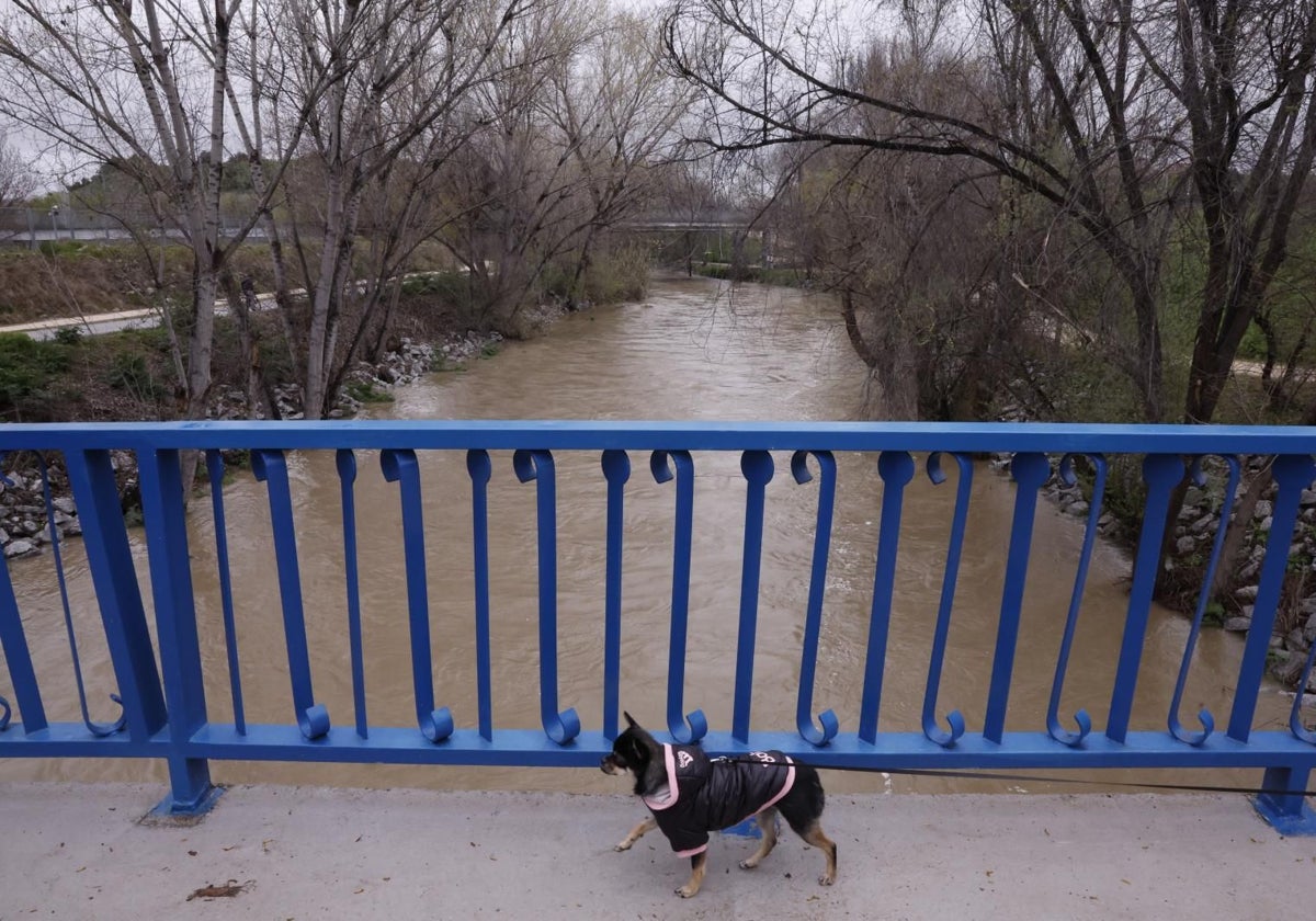 Río Manzanares, en las proximidades del Parque Lineal del Manzanares, en el madrileño distrito de Usera