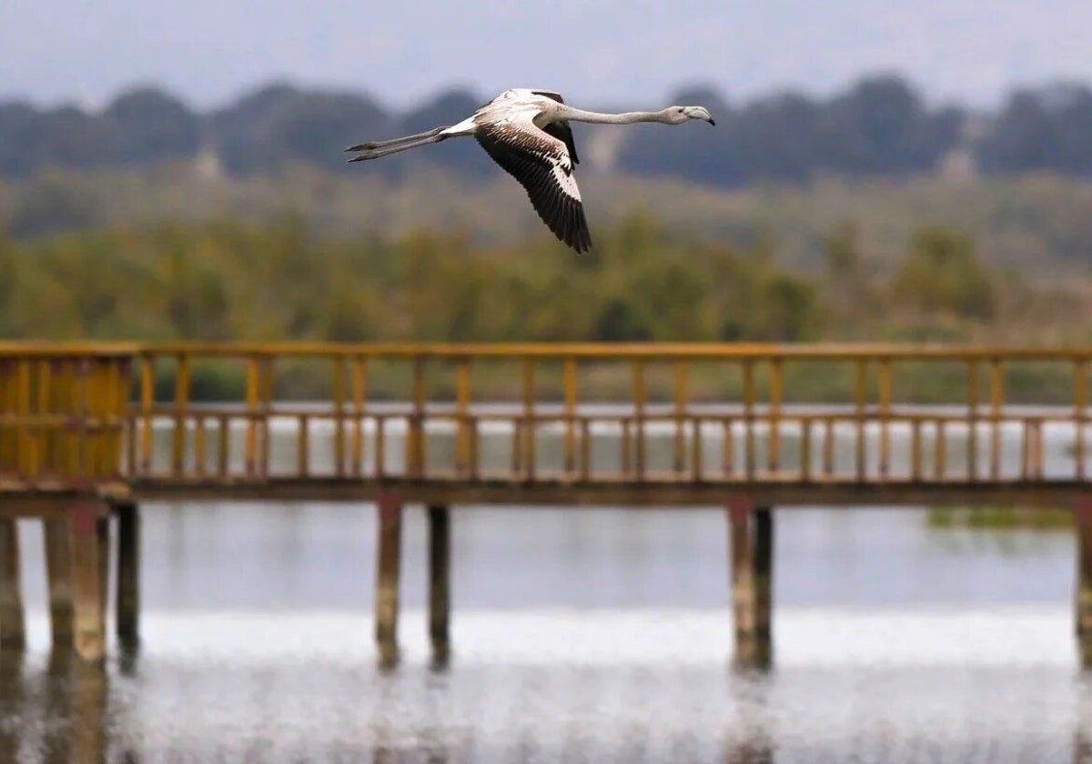 Asaja Ciudad Real exigirá dimisiones si no se paran los bombeos en las Tablas de Daimiel