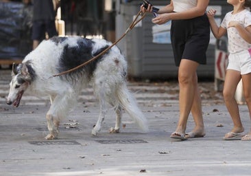 Deja entrar a un perro a su bar y desata la indignación de algunos clientes: «Haberte levantado»