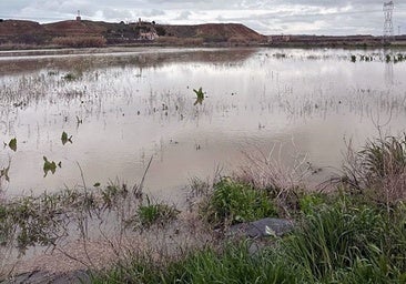 La crecida del Tajo devasta los cultivos de la zona regable del Canal de las Aves en Mocejón (Toledo)