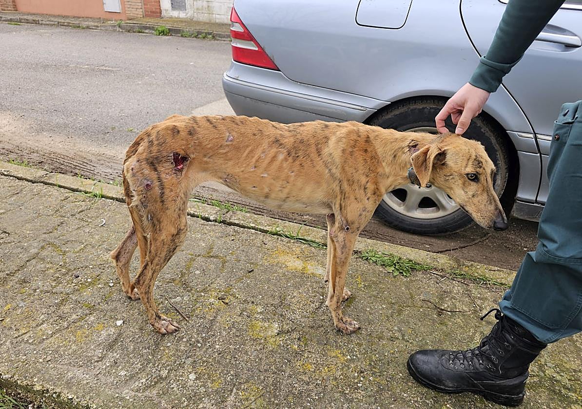 El galgo herido y en los huesos hallado en una finca de Hornachuelos