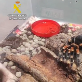 Tarántulas, un escorpión venenoso sin antídoto y serpientes pitón, entre los animales ilegales incautados en Canarias