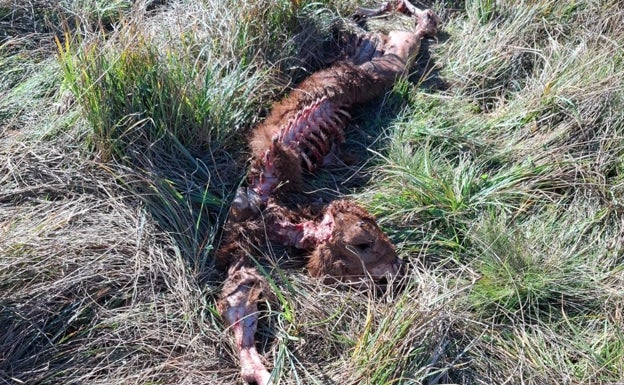 Cádaver de uno de los terneros de José Antonio, al que mató el lobo
