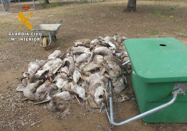 El Supremo confirma la condena a 15 meses de cárcel a un granjero que dejó morir desnutridas a 170 ocas