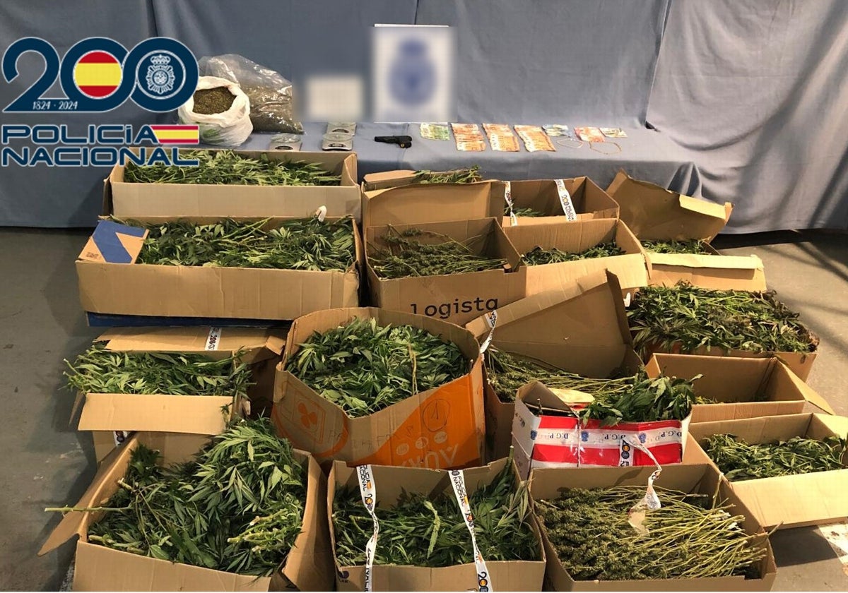 Imagen de la plantación incautada por la Policía Nacional