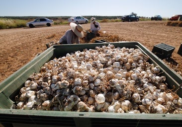 Los aranceles de Trump planean ya sobre 5 millones de kilos de ajo cordobés