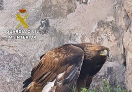 El Seprona rescata a un águila real herida por arma de fuego dentro de una casa en ruinas