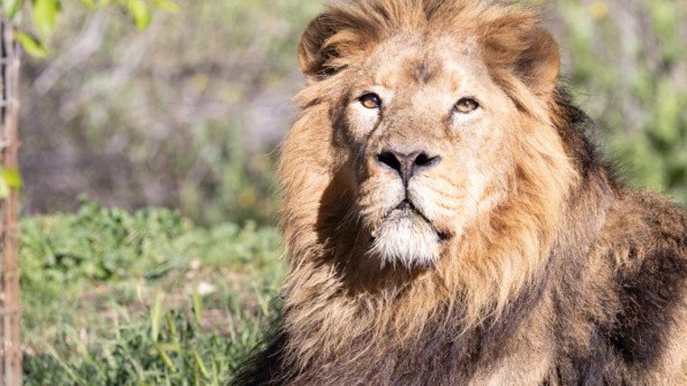 Los leones son uno de los mayores atractivos turísticos del zoo madrileño