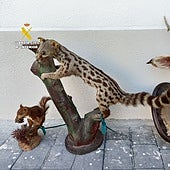 Cabezas de corzos, jabalís y ginetas: investigado por vender animales disecados a través de internet