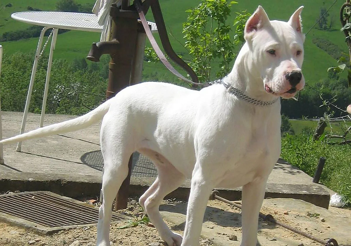 El perro es un cruce de dogo argentino (en la foto) y American Standford
