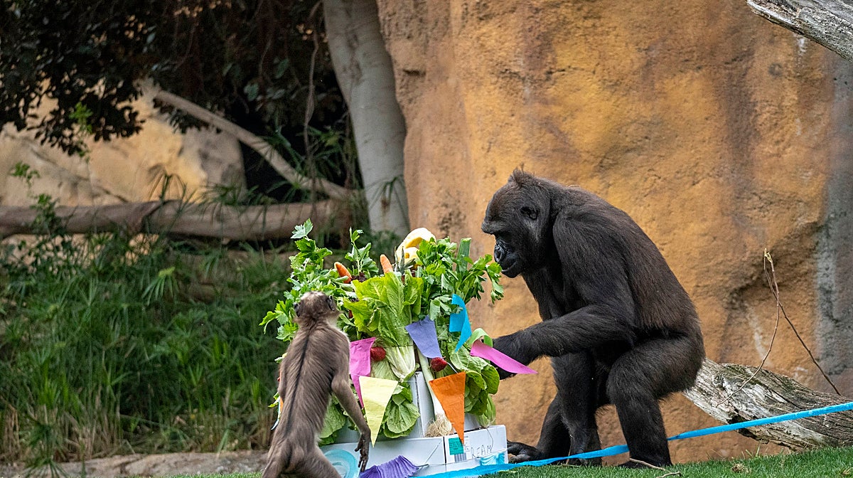 Imagen de los gorilas de Bioparc celebrando el cumpleaños de Felix