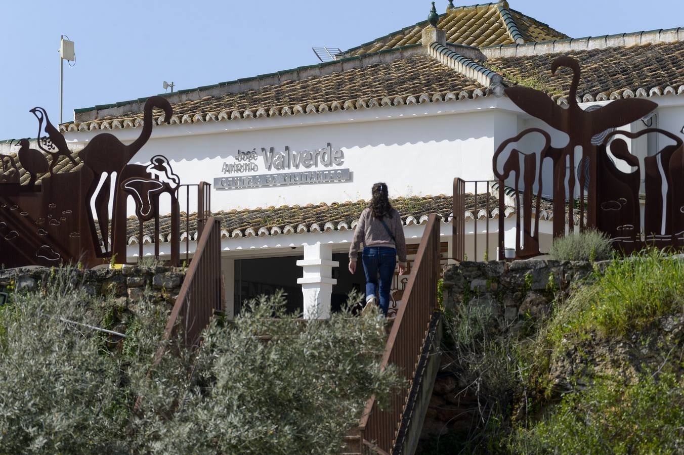 La colonia de flamencos en la laguna de Fuente de Piedra ha aumento en número este año
