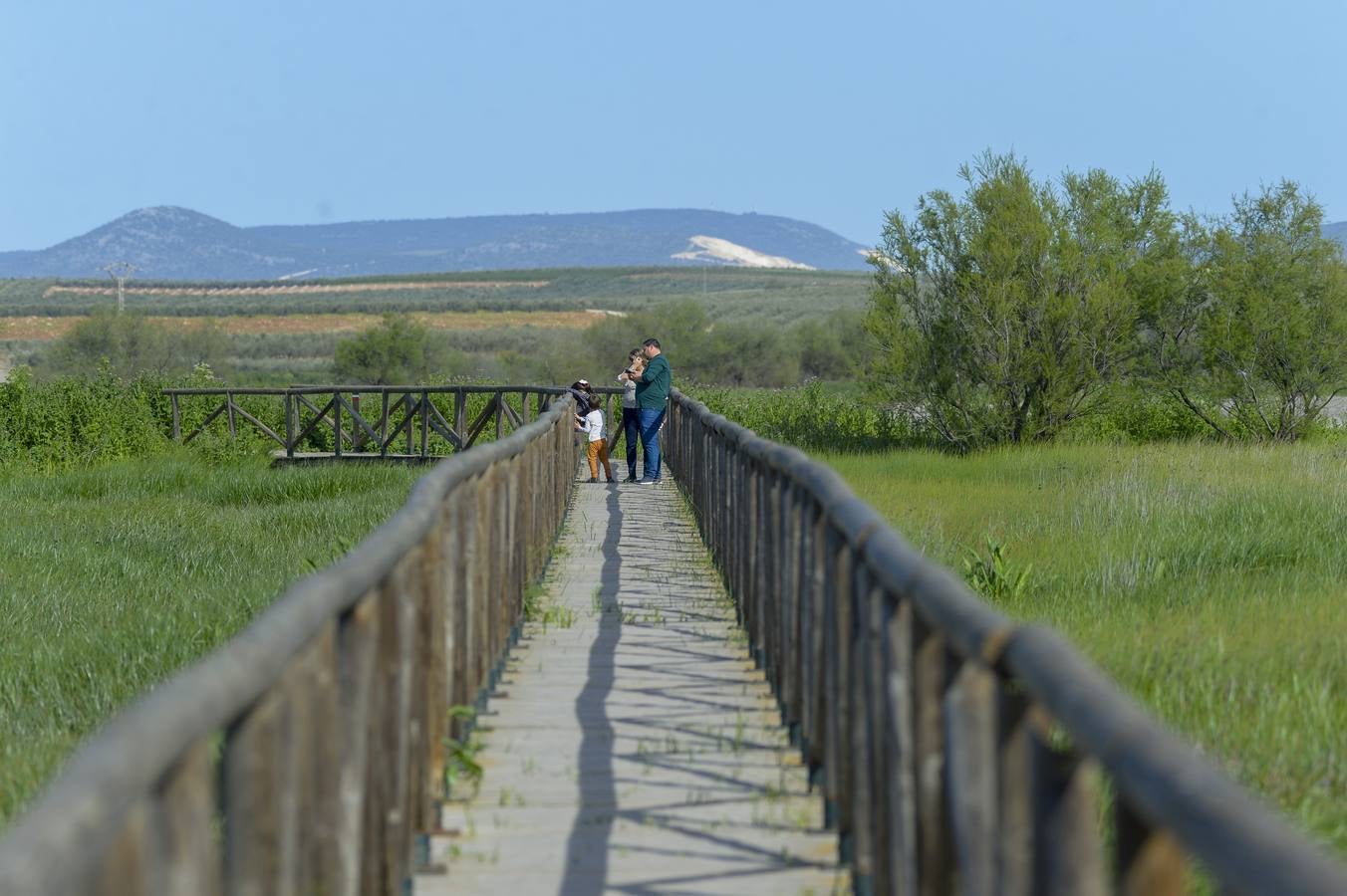 La colonia de flamencos en la laguna de Fuente de Piedra ha aumento en número este año