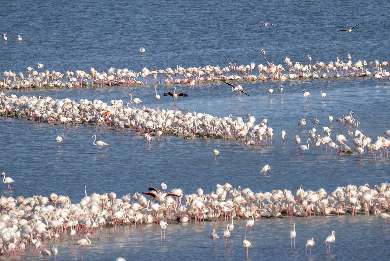 La colonia de flamencos en la laguna de Fuente de Piedra ha aumento en número este año