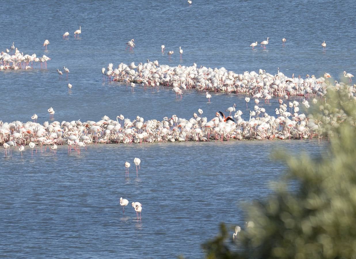 La colonia de flamencos en la laguna de Fuente de Piedra ha aumento en número este año