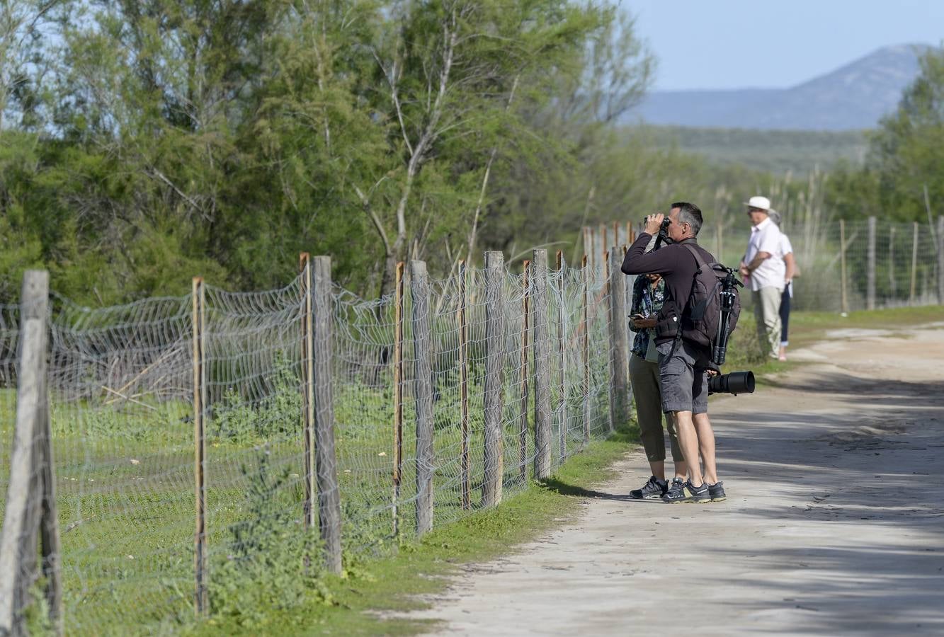 La colonia de flamencos en la laguna de Fuente de Piedra ha aumento en número este año